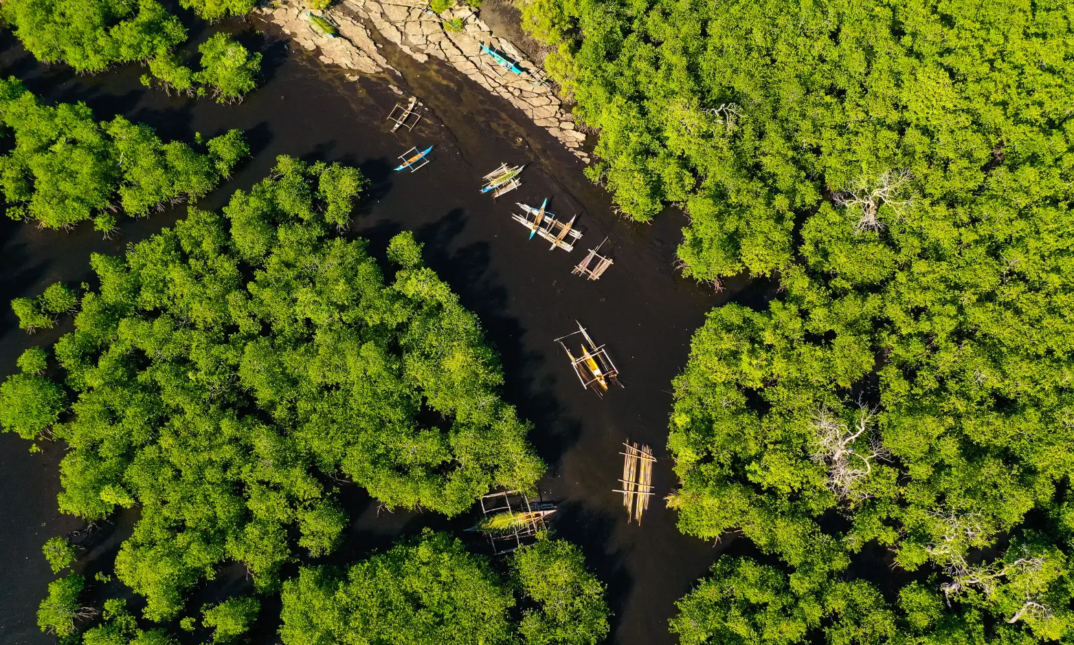 Green mangrove tunnels in Kodi backwaters Karnataka